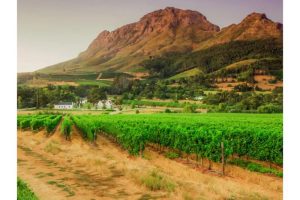casamento sul-africano